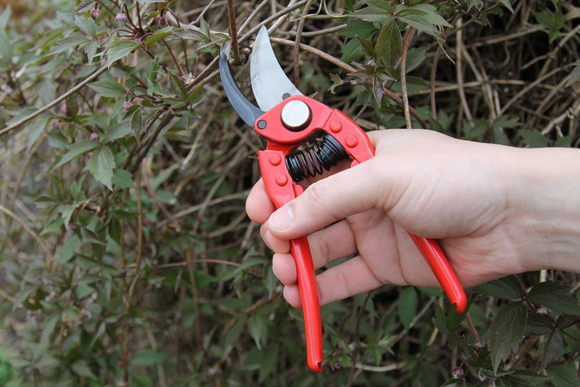 K-0800 - Pruning shears - Keizerskroon Metallo