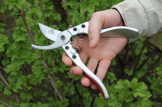 Pruning shears